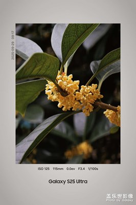 桂花儿黄满园香