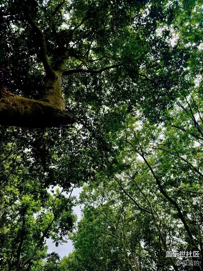 【Galaxy影像】#秋韵 游西湖