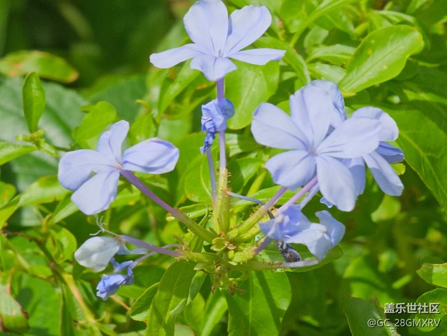 【初秋】秋季花朵