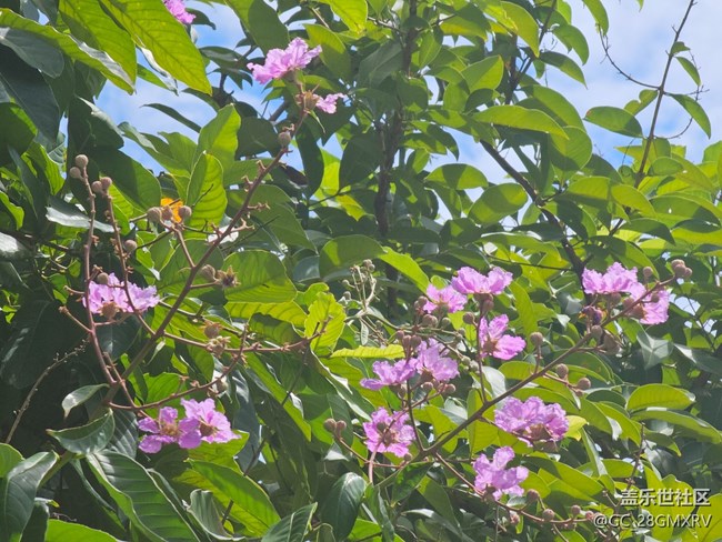 【初秋】秋季花朵