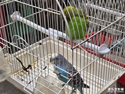 【步履间的风景】+可爱动物