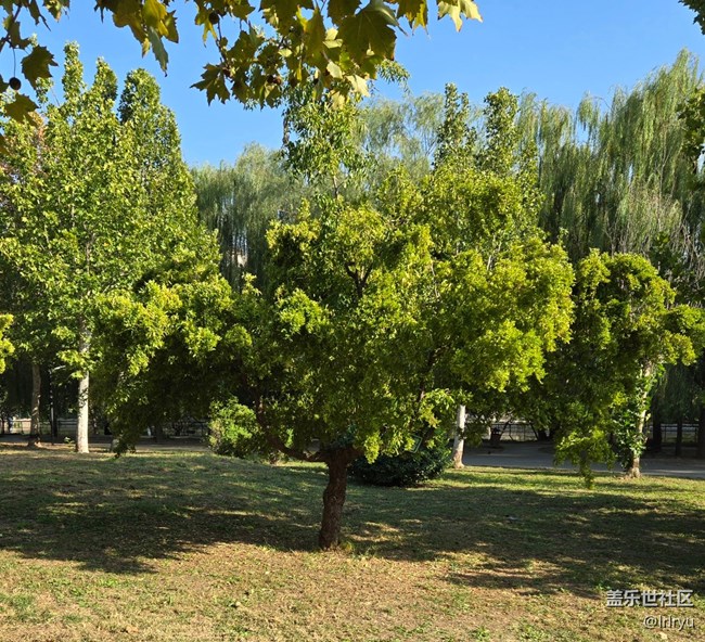 【Galaxy影像】#秋韵