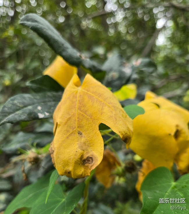 【Galaxy影像】#秋韵