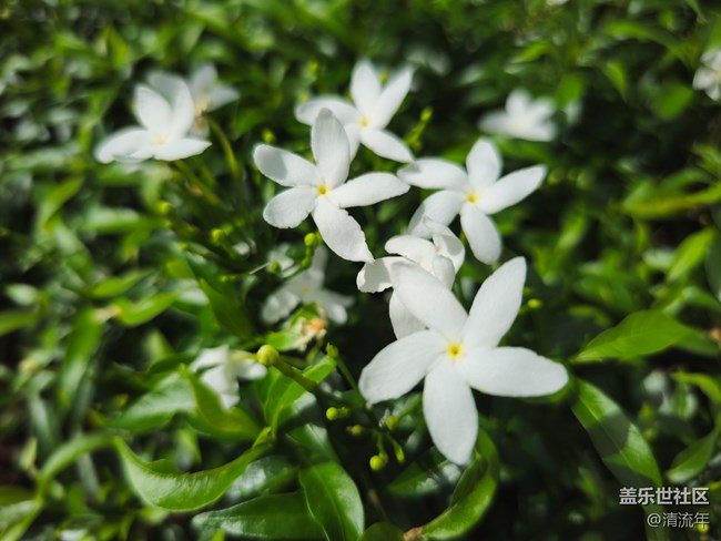 【Galaxy影像】#秋韵 初秋随拍