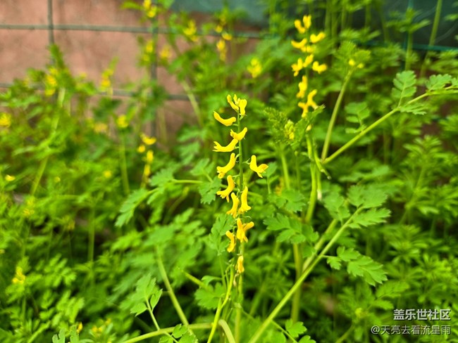 【被遗忘的角落】乡村老家门前