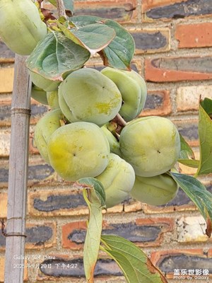 【步履间的风景】+秋天的果实