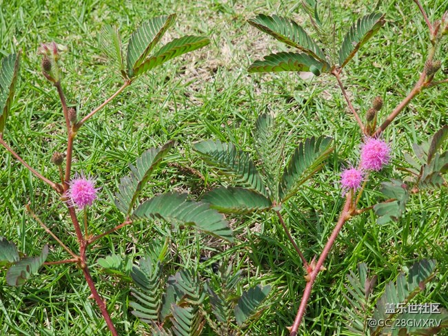 【初秋】秋季花朵