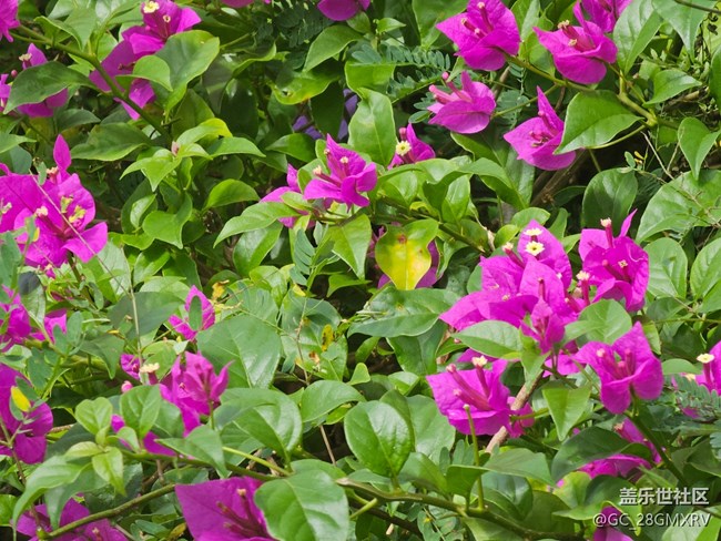 【初秋】秋季花朵