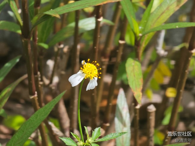 【Galaxy影像】#秋韵 初秋随拍