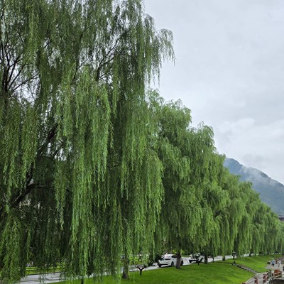 【步履间的风景】+感受自然