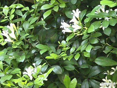 【步履间的风景】+生命的美好