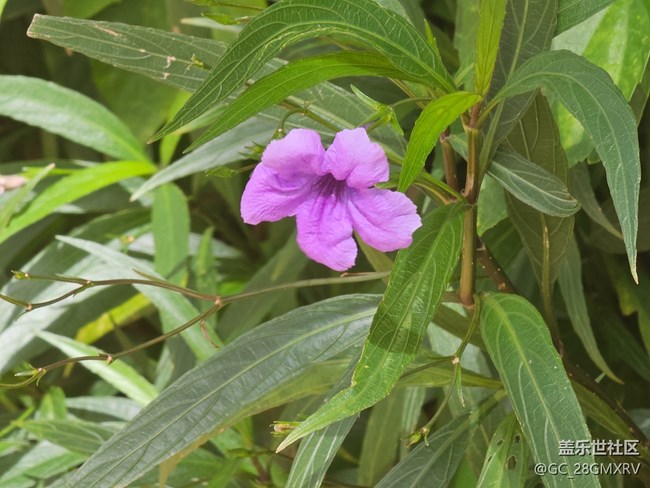 【初秋】秋季花朵