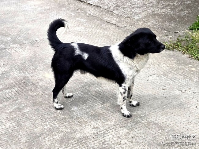 【被遗忘的角落】乡村老家门前