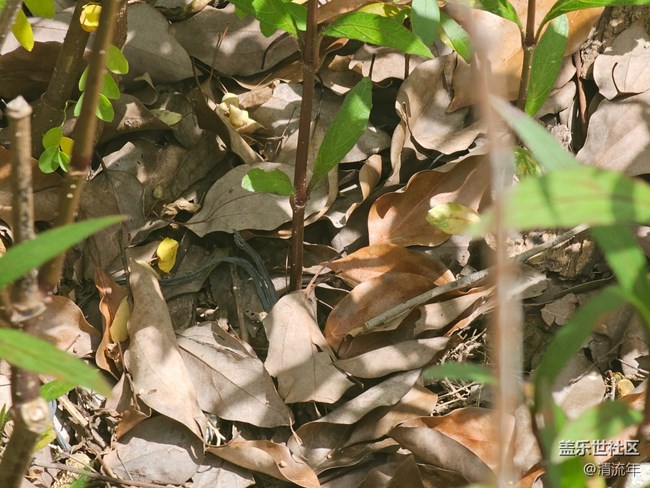 【Galaxy影像】#秋韵 初秋随拍