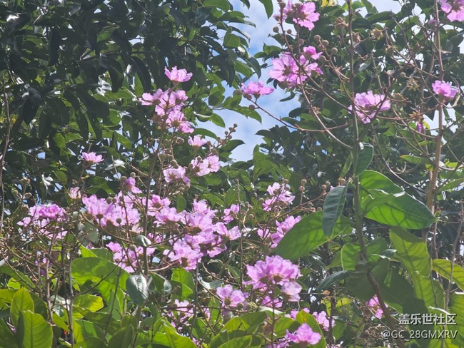 【初秋】秋季花朵