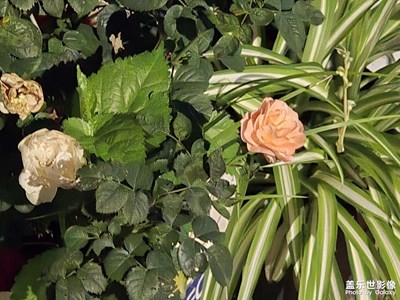 【步履间的风景】+跟着步伐看风景