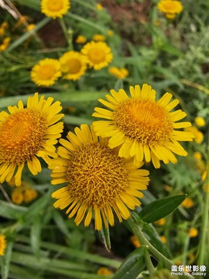 【步履间的风景】小花