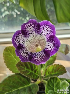 大岩桐，播种到现在5个月，终于开花了