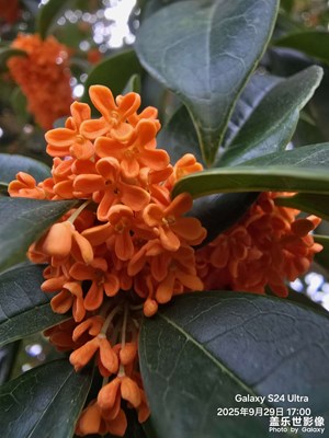 【节日里的影像】+假日桂花香