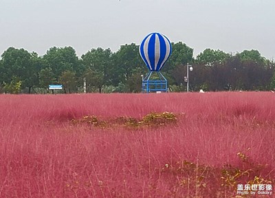 南京八卦洲陌上花渡的粉黛乱子