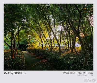 光影下的公园小树林