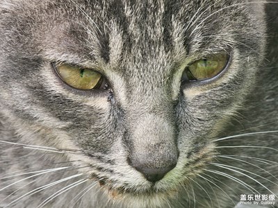 【节日里的影像】+街拍小猫