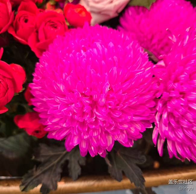 【我与盖乐世社区】记录美好