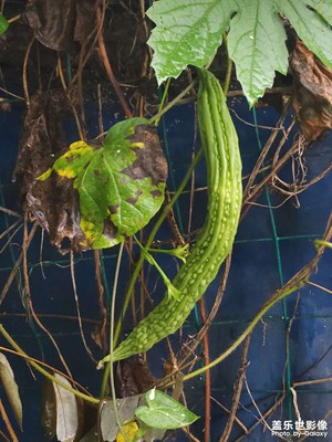 雨绵绵,多枯凉。