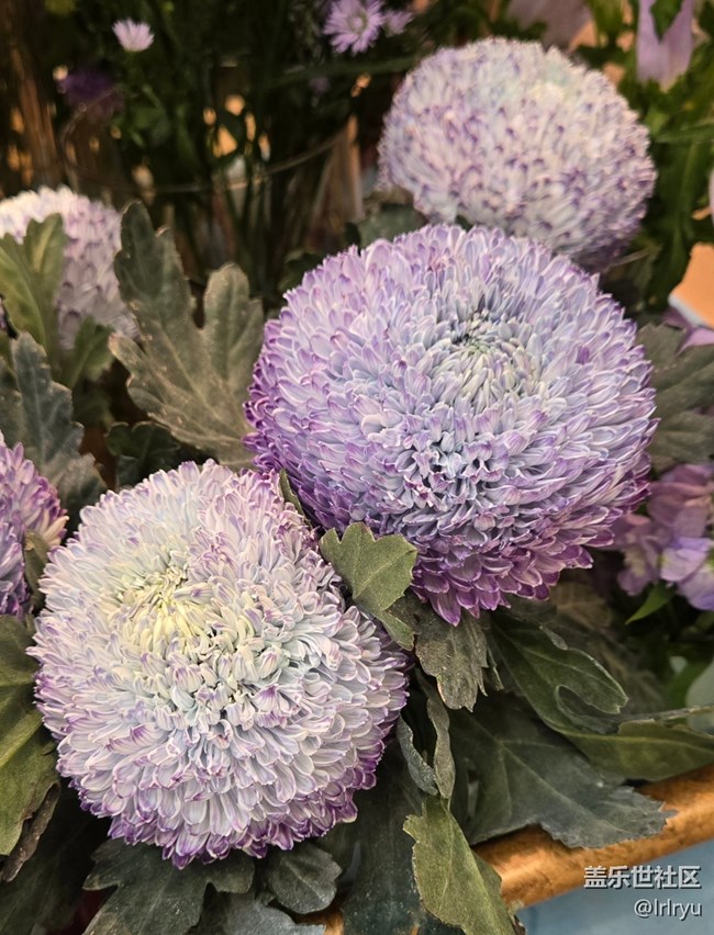 【我与盖乐世社区】记录美好