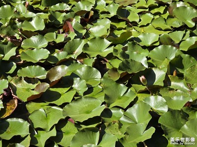 【节日里的影像】+捕捉最美瞬间