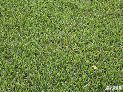 【节日里的影像】+灿烂的阳光