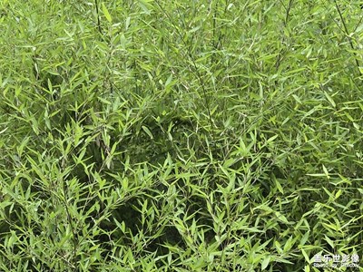 【节日里的影像】+翠绿色