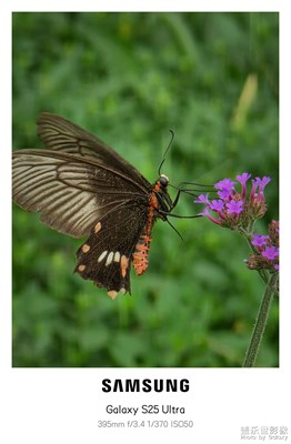 【节日里的影像】+堤上花