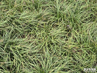 【节日里的影像】+生命力量