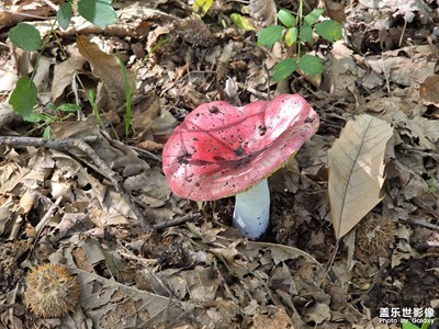 【节日里的影像】+秋天的果实