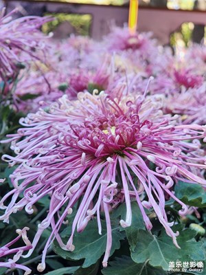 【节日里的影像】菊花盛开的季节