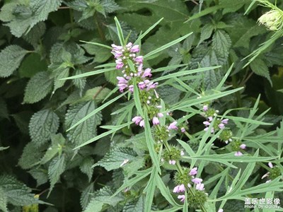 【节日里的影像】+绿意盎然