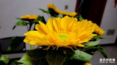 【小团圆】+美好生活