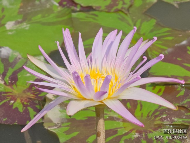 【被遗忘的角落】公园一角