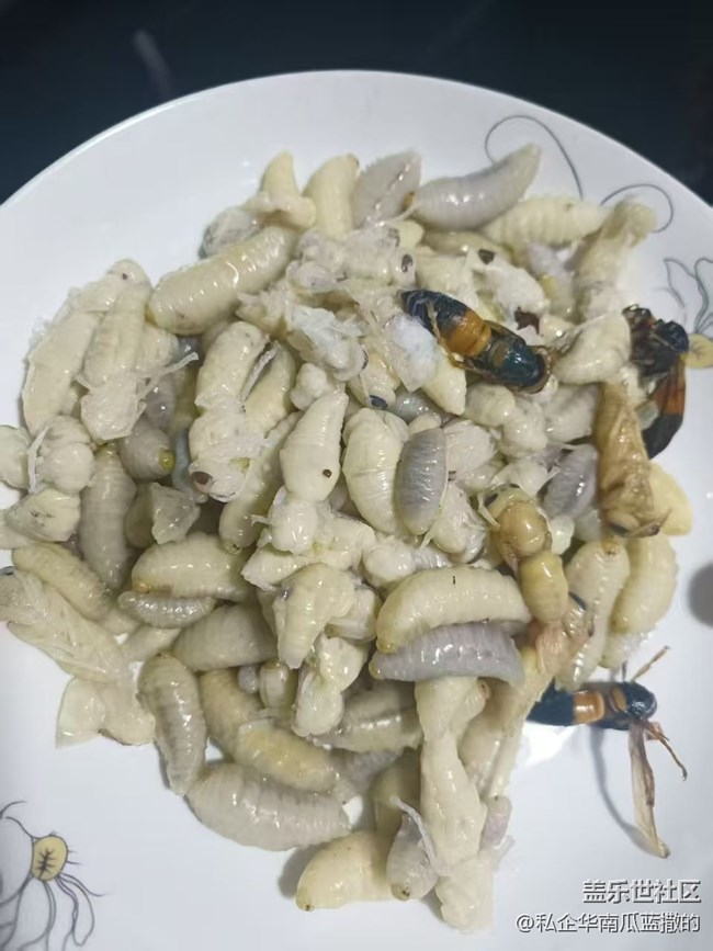 【赏味清秋】炸蜂蛹