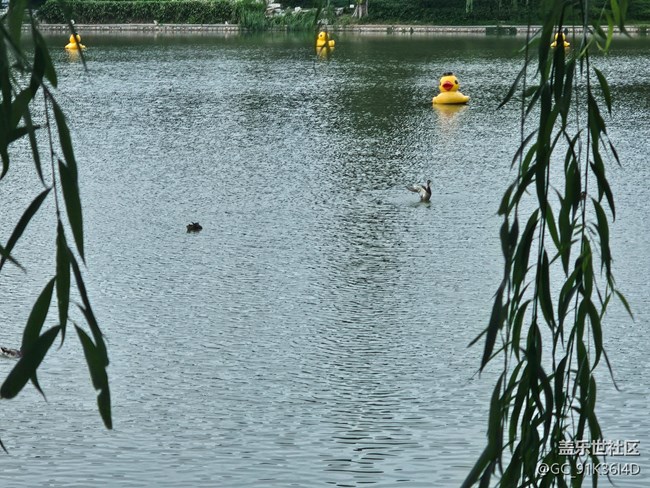 【生活微光】游园观湖景