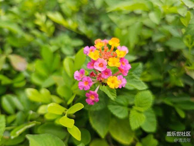 【捕捉生活中的对比色】美妙自然色彩