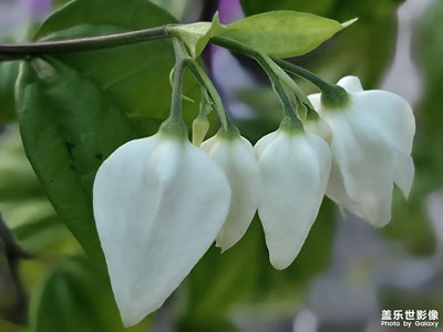 龙吐珠，韭花。