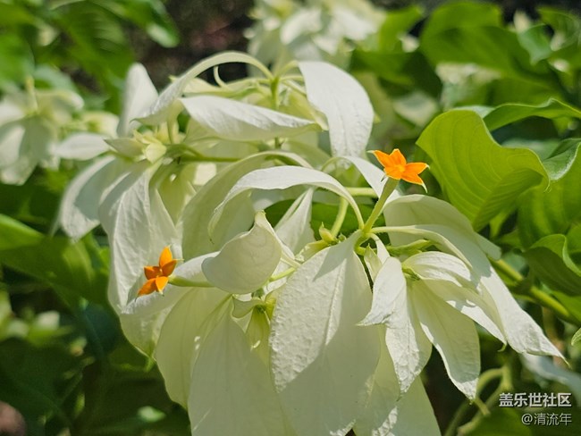 【被遗忘的角落】美妙时刻