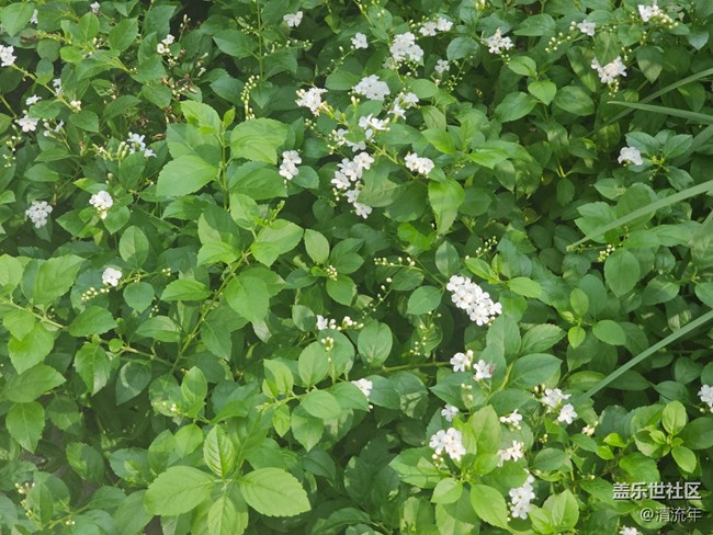 【我与盖乐世社区】旅行瞬间