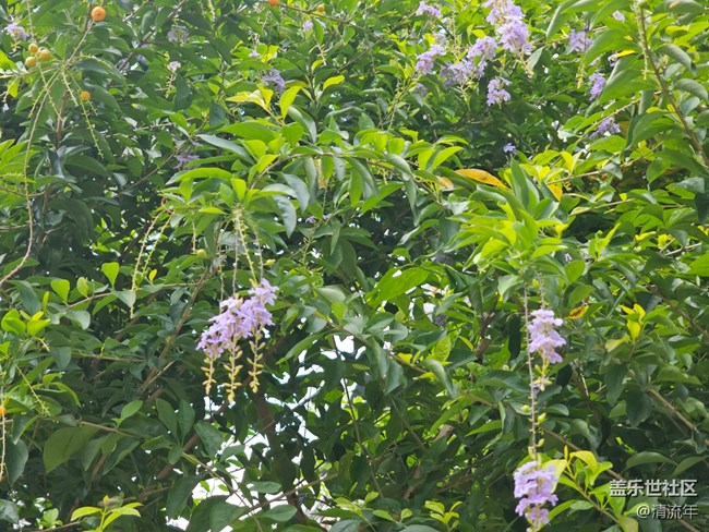 【捕捉生活中的对比色】美妙自然色彩