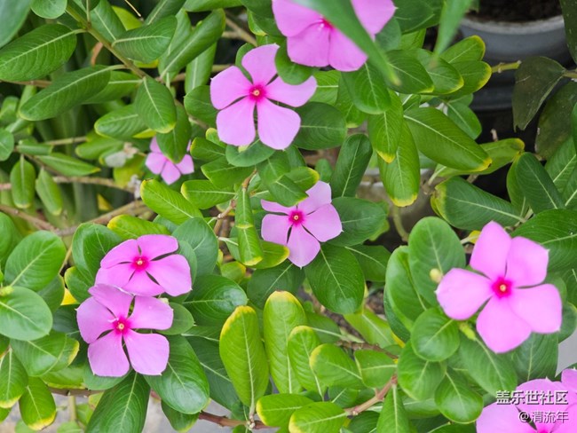 【捕捉生活中的对比色】美妙自然色彩