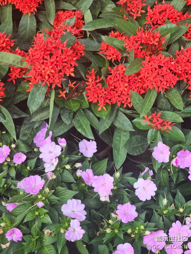 【我与盖乐世社区】色彩日记