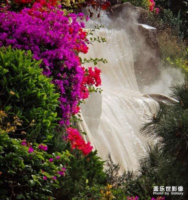 【小团圆】+花坛