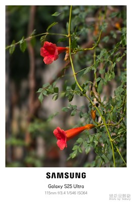 凌霄花最后的倔强